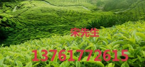 2021年上海国际茶博会/上海茶博会/上海茶叶展