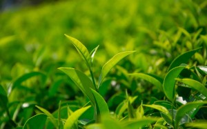 迎春·2023第十四届湖南茶文化节